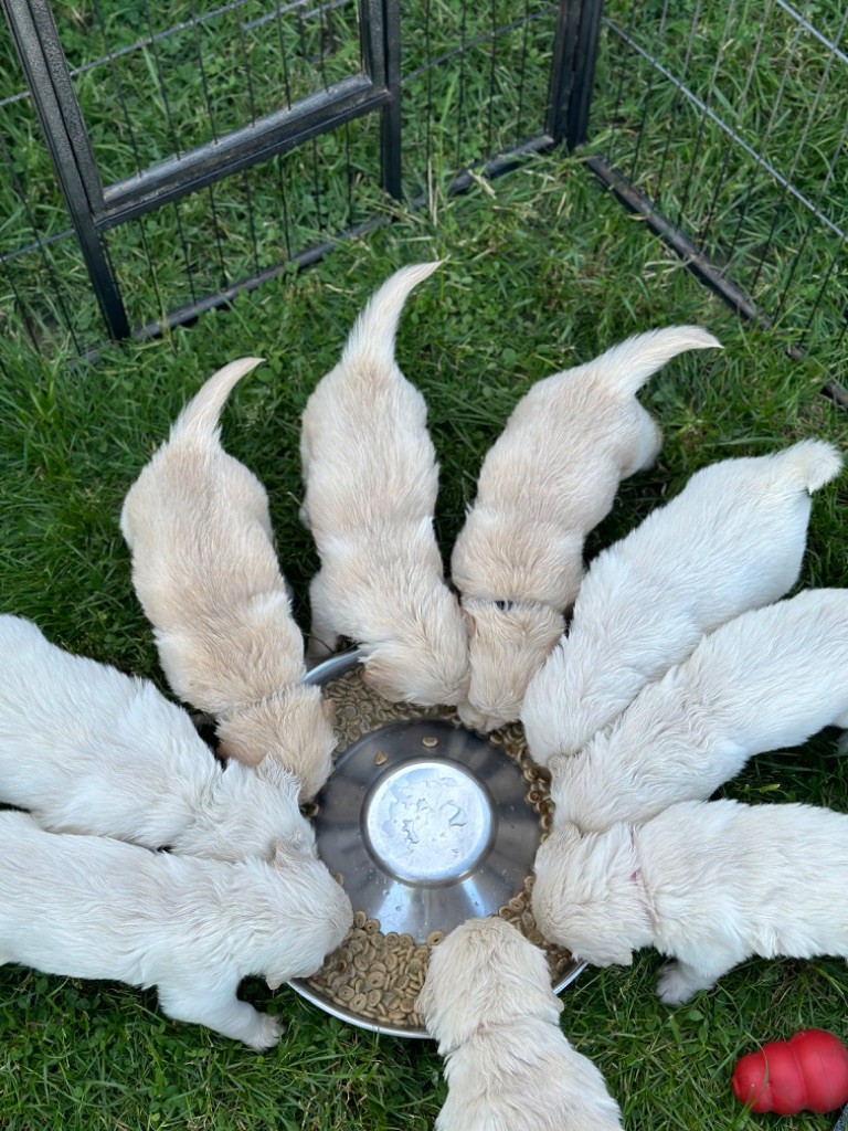 chiot Golden Retriever Du Pré De Maloé