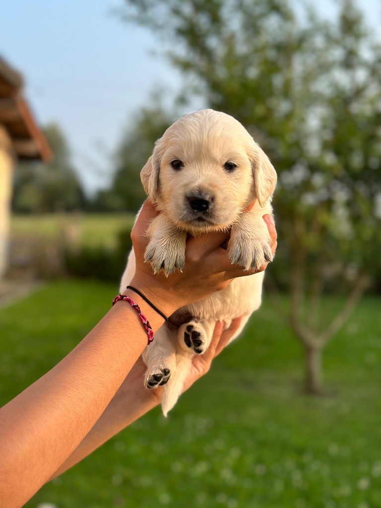 Du Pré De Maloé - Golden Retriever - Portée née le 15/05/2025