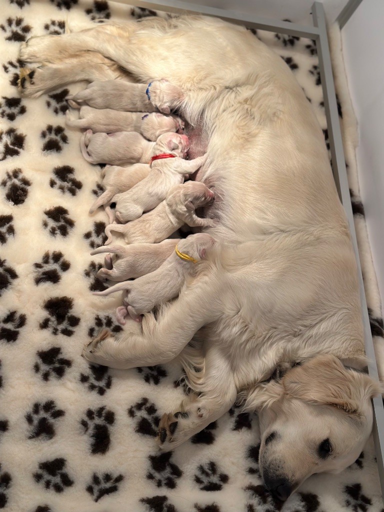 Du Pré De Maloé - Chiots disponibles - Golden Retriever